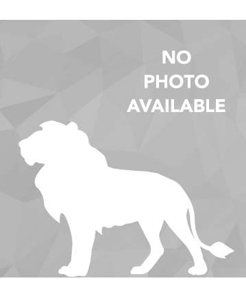 no photo available